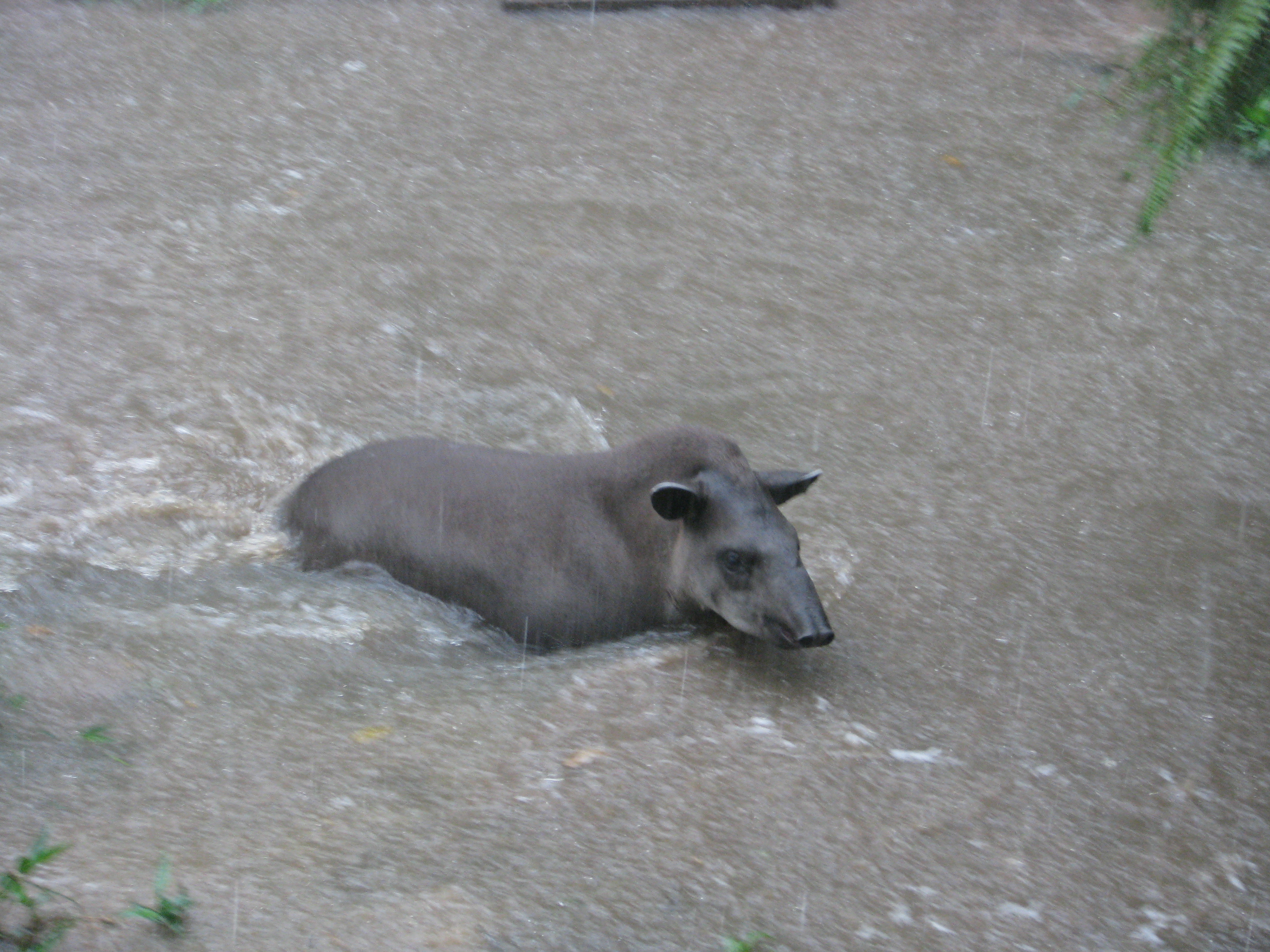Reserva Nacional Pacaya - Samiria (Loreto - Requena - Alto Amazonas)