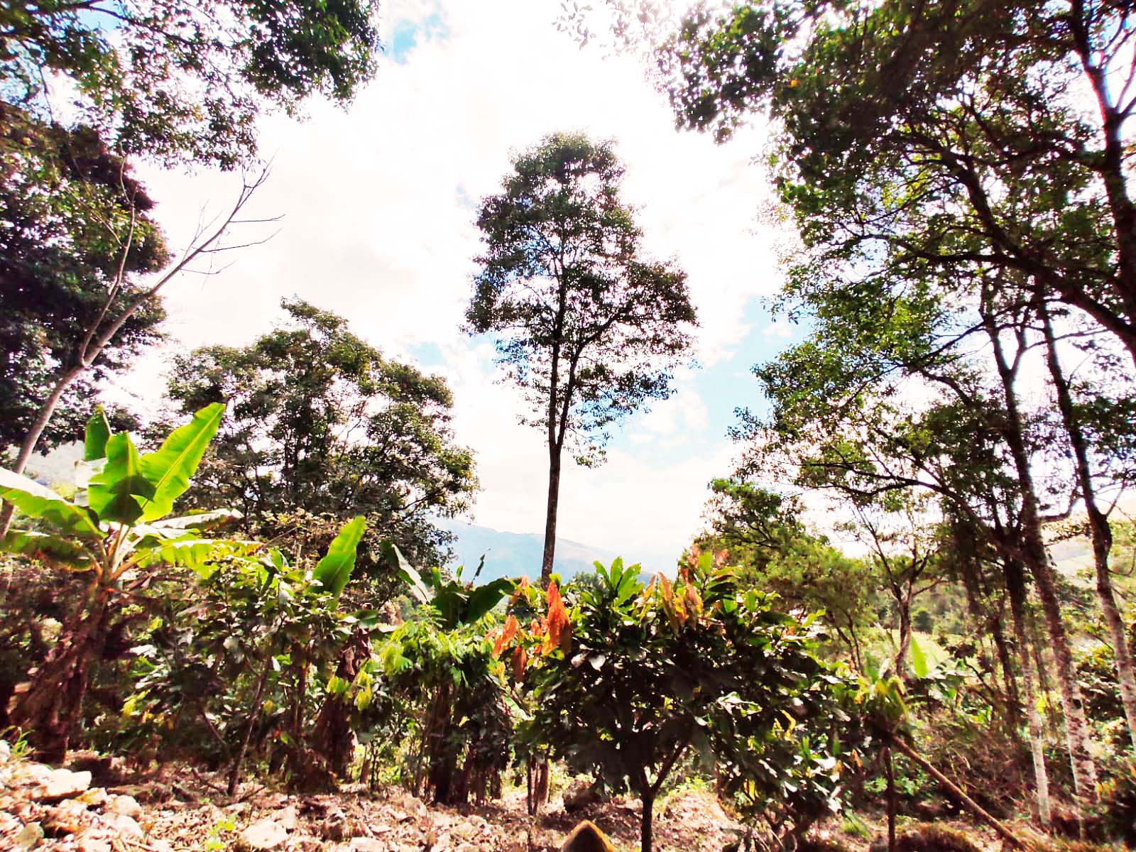 Finca Agro Apicola la Arboleda