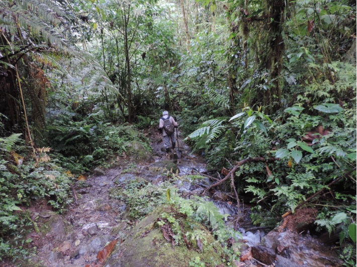 Sendero el Canto del Bosque