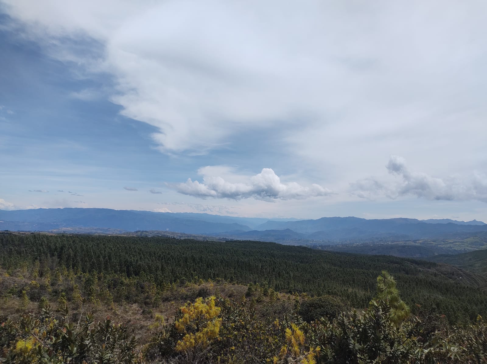 Bosque Vásquez Pampa