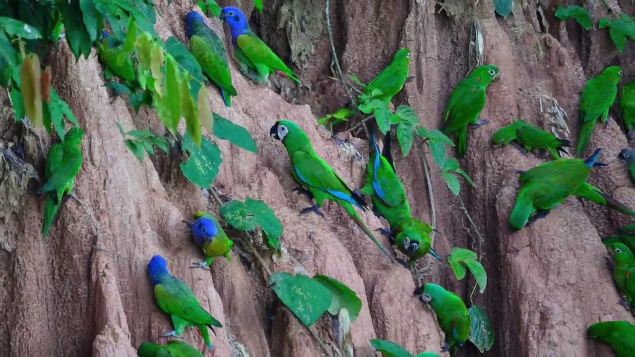 Collpa de Loros de Iñapari