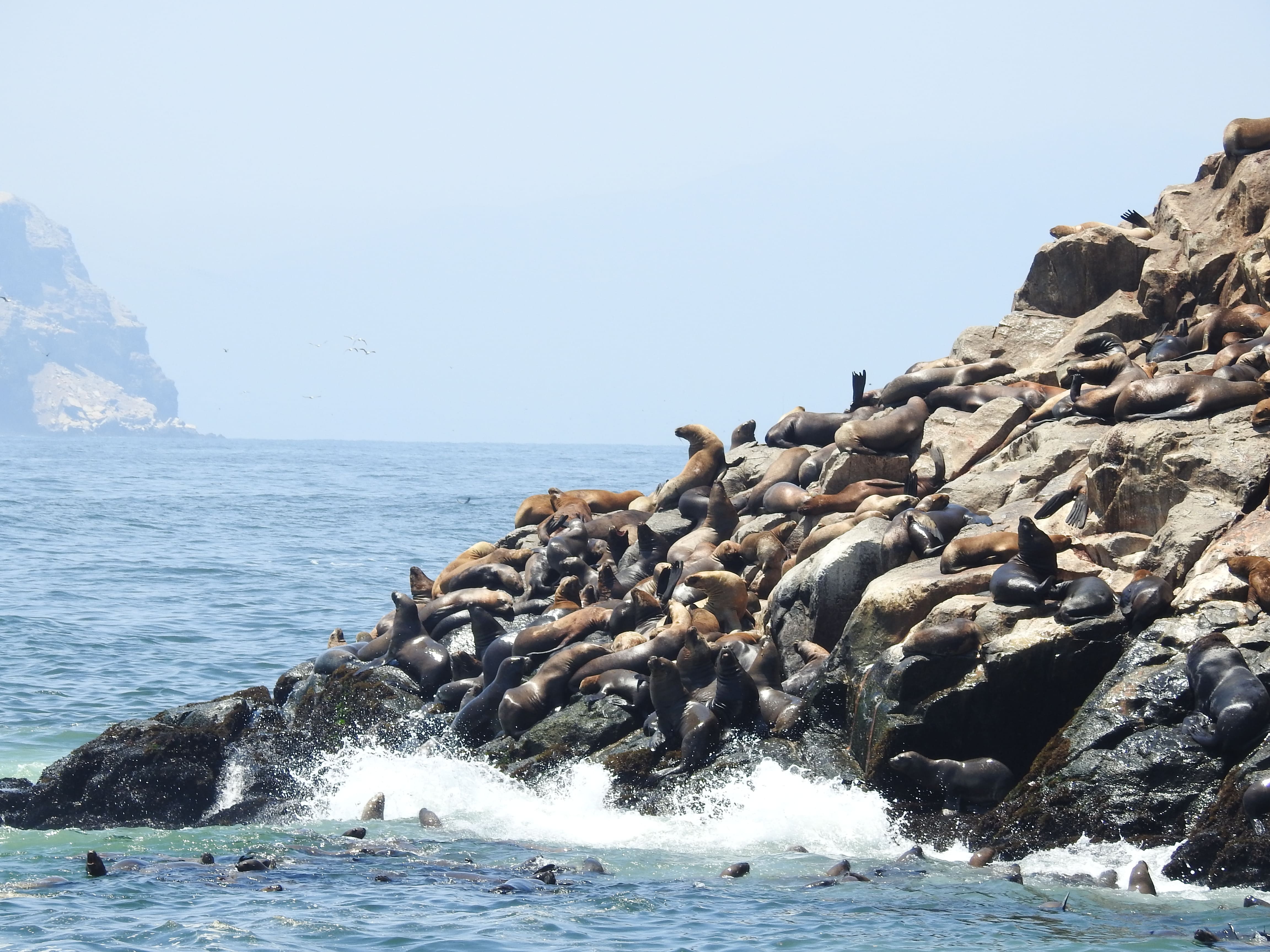 Islas Cavinzas e Islotes Palomino - Rnsiipg