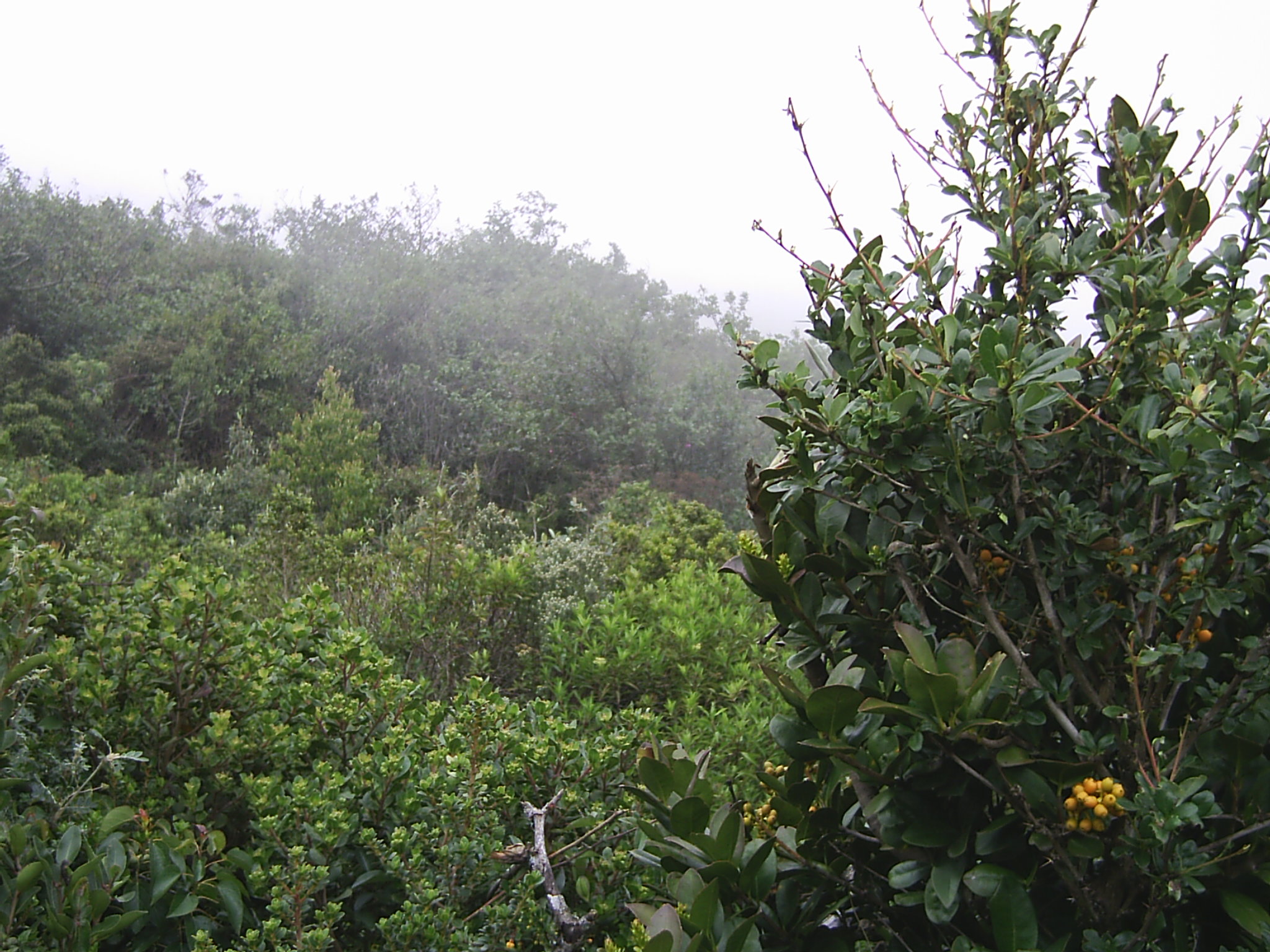 Bosque de Protección de Pagaibamba