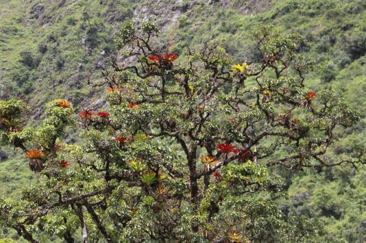 Reserva Natural de Orquideas Amaru