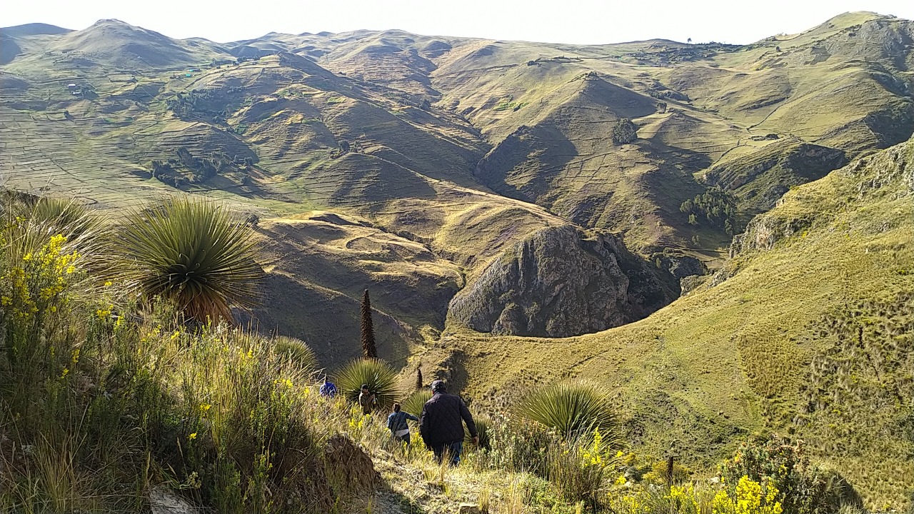 Bosque de Puyas  Lloccllapampa