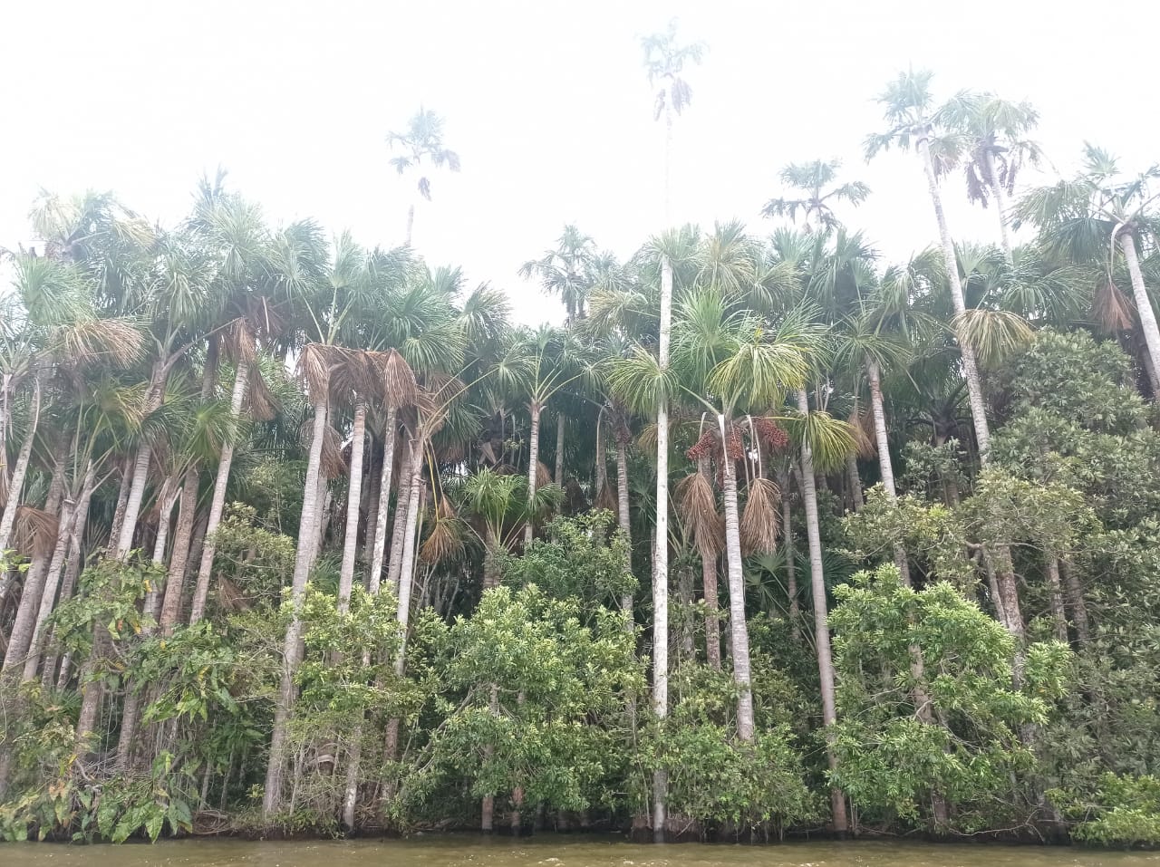Lago Sandoval