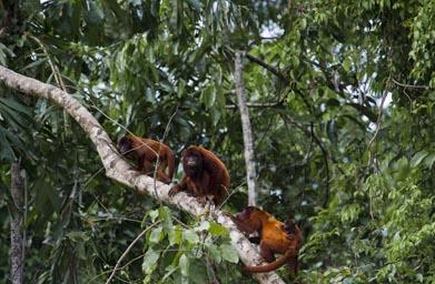 Parque Nacional del Manu
