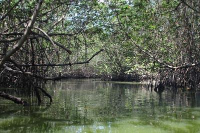 Santuario Nacional los Manglares de Tumbes